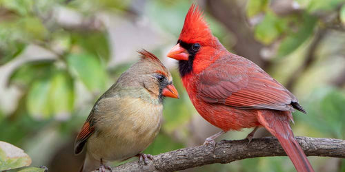 Discover the Secret to Attracting Birds: Black Oil Sunflower Seeds