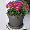 Bloem Terra 1 in. H X 5.5 in. W X 4.75 in. D Plastic Traditional Plant Saucer Charcoal