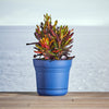 Bloem 5 in. Dia. Polyresin Saturn Planter Deep Sea