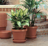 Bloem TerraTray 1.5 in. H X 8 in. D Resin Plant Saucer Terracotta Clay