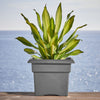 Bloem Resin Veranda Planter Charcoal