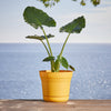 Bloem 7 in. Dia. Polyresin Saturn Planter Yellow