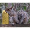 C&S Products Squirrelog Wildlife Squirrel and Critter Food Corn 32 oz. (Pack of 12)