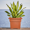 Bloem Terracotta Clay Resin UV-Resistant Square Veranda Planter 11 H in.