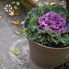 Bloem 12 in. Dia. Polyresin Saturn Planter Charcoal