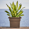 Bloem Chocolate Resin UV-Resistant Square Veranda Planter 11 H x 14 W in.