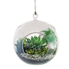 Syndicate Home & Garden 7 in. W Plastic Floating Orb Garden Kit Clear (Pack of 6)