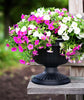 Bloem  Grecian Urn  10.5 in. H x 12 in. Dia. Plastic  Flower Pot  Charcoal