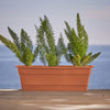 Bloem Dura Cotta 5.75 in. H X 24 in. W X 7.5 in. D Plastic Window Box Terracotta