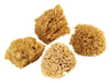 Armaly ProPlus 4 in. L Beige Natural Sponge Faux/Artist Natural Sea Sponge