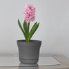 Bloem 12 in. Dia. Polyresin Saturn Planter Charcoal