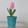 Bloem Saturn 4.5 in. H X 5 in. W Resin Traditional Planter Bermuda Teal