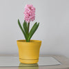 Bloem 10 in. Dia. Polyresin Saturn Planter Yellow