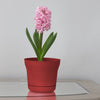 Bloem 12.75 in. H X 14 in. W Plastic Saturn Planter Burnt Red