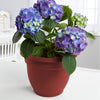 Bloem Ariana 6.8 in. H X 8 in. D Plastic Planter Burnt Red