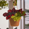 Bloem Lucca Terra Cotta Self-Watering Hanging Basket 13 in.