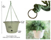 Lucca Hanging Basket, Self-Watering, Living Green, 13-In.