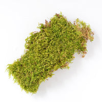 MOSS SHEET 125 SQ IN