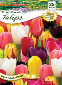 Ns Tulip Mix West