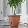 Bloem Lucca Terracotta Plastic Self-Watering Planter 10 in.