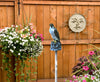 Gardeneer Fl-6 15 Natural Enemy Scarecrow Peregrine Falcon