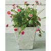 Novelty Artstone 11.5 in. H X 11.75 in. W X 11.75 in. D Resin/Stone Powder Ella Planter Mint