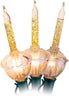 Celebrations 3 Pack C7 5W Clear Bubble With Gold Glitter Replacement Bulbs