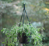 Bloem  6.8 in. H x 12.4 in. Dia. Resin  Hanging Basket  Charcoal