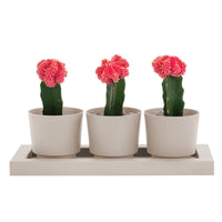 Bloem Trio Flight 4 in. H Resin Trio Flight Planter Pebble Stone (Pack of 4)