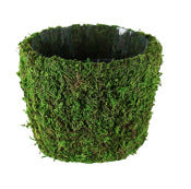 Syndicate Sales Inc 1225-12-070 5-1/2" Preserved Moss Agatha Planter