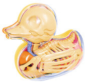 Hansen 27570 3.5" X 3.25" 4D Bathing Ducky Funny Anatomy Model