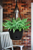 Bloem Lucca Terra Cotta Self-Watering Hanging Basket 13 in.