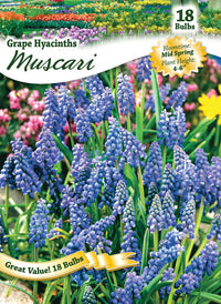 Ns Grape Hyacinth West