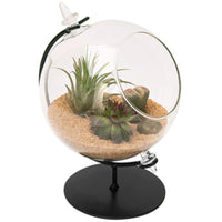 Panacea 7 in. H X 5 in. W X 4.5 in. D Glass Desktop Terrarium with Stand Black/Clear