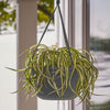 Bloem  6.8 in. H x 12.4 in. Dia. Resin  Hanging Basket  Charcoal