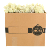 Syndicate Sales Bella Moss Autumn Reindeer Moss 200 cu in